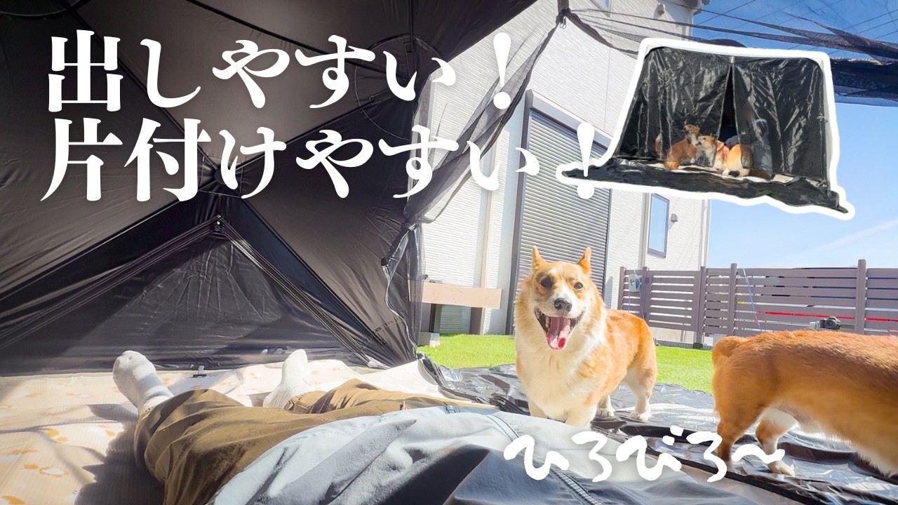 行楽シーズンに向けて！広くて簡単なポップアップテントでお庭ピクニック【コーギー】