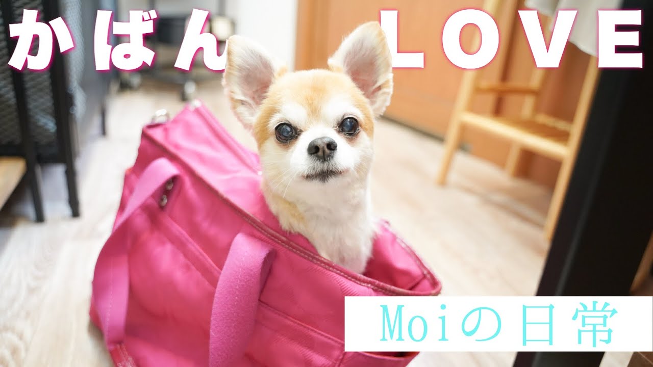 キャリーバッグに自分から入る姿が可愛すぎるチワワちゃん