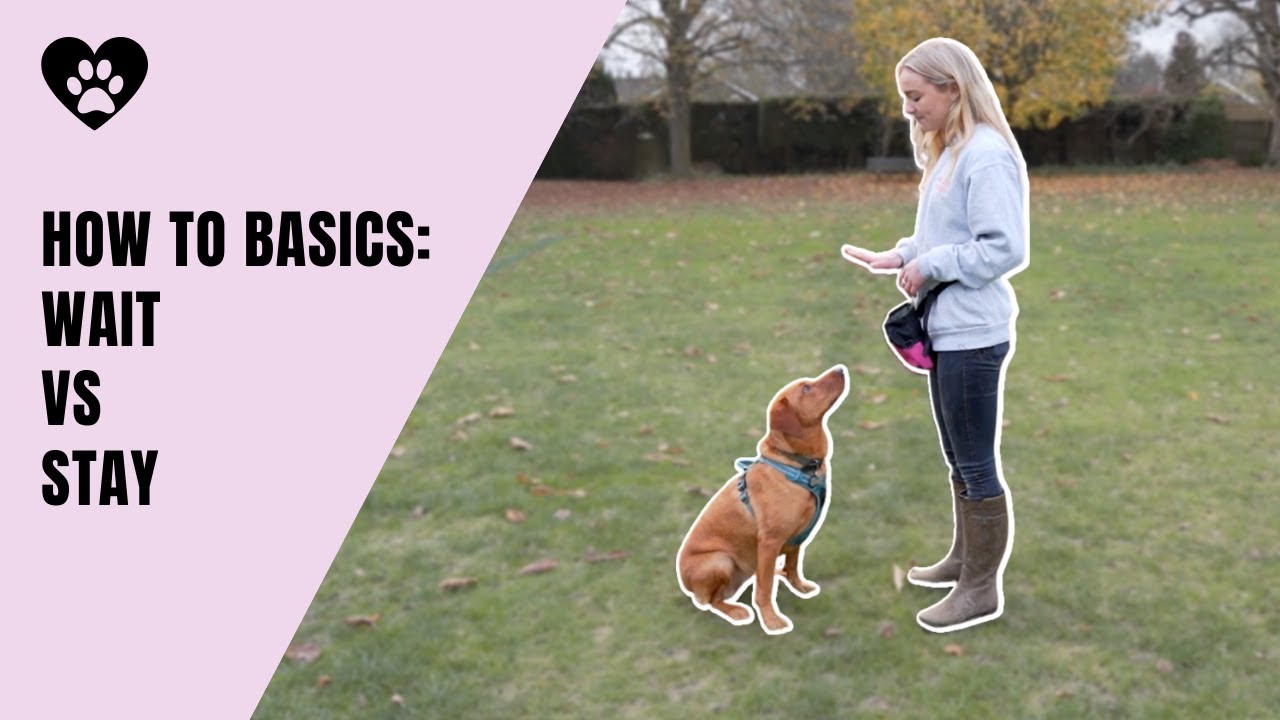 How To Teach WAIT vs STAY. Impulse Control Games For Your Dog.