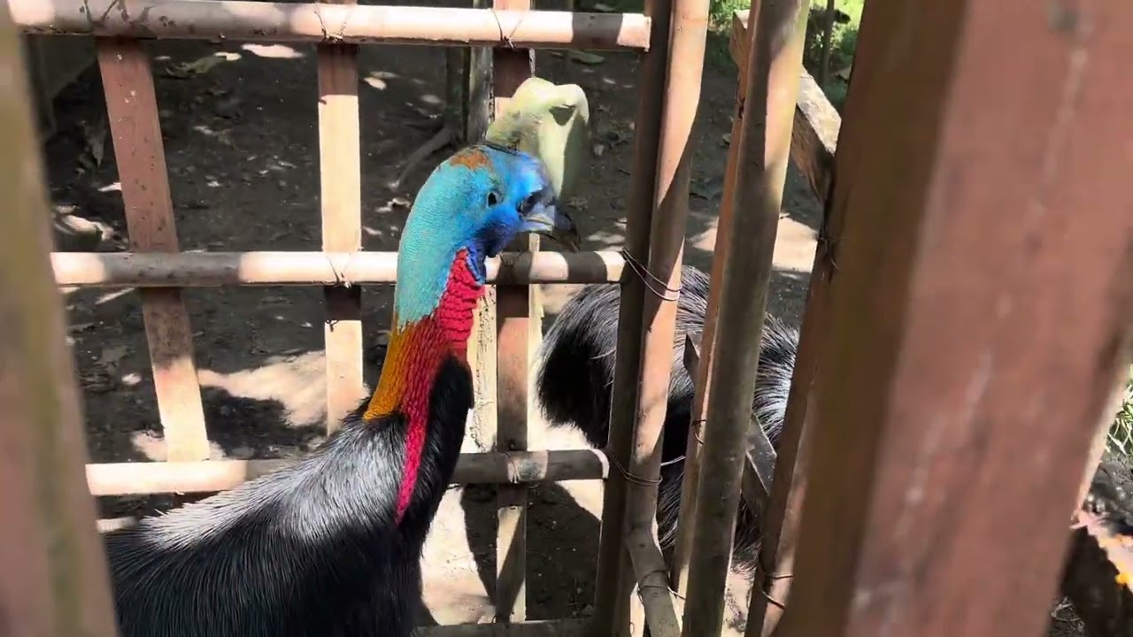 Kasuari in Indonesia 🇮🇩