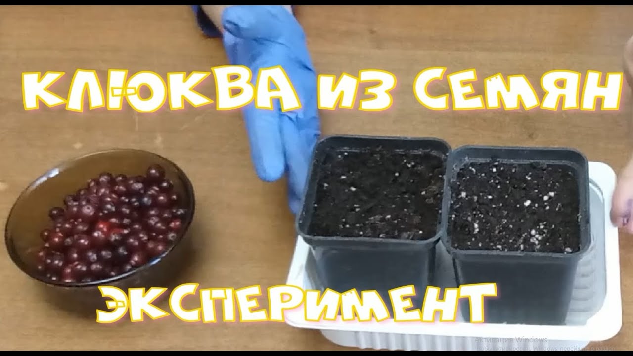 Клюква из семян  Эксперимент