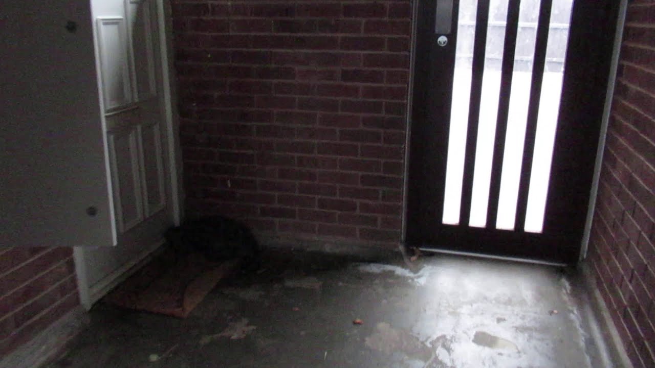 Lonely cat next door