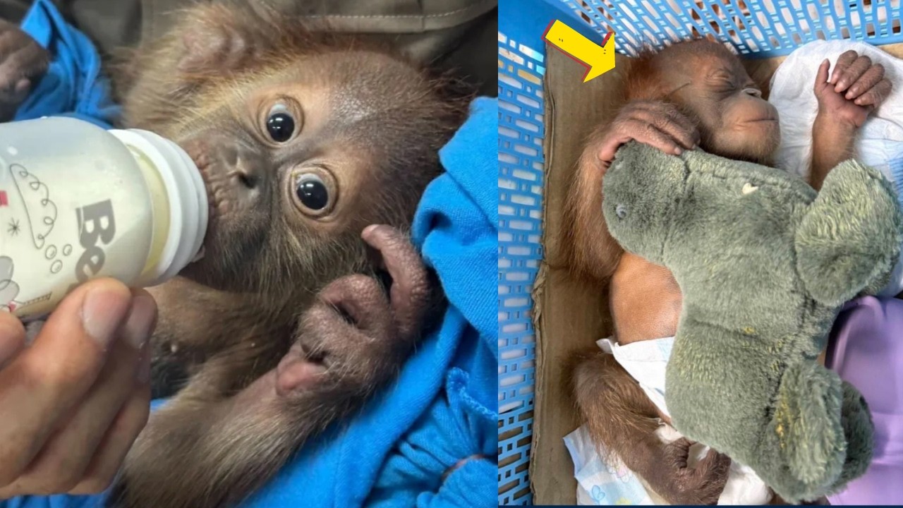 Rescued from Baskets: Baby Orangutans Saved from $9,000 Sale