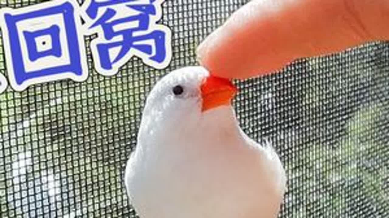 珍珠鸟乖巧懂事，自己主动喊主人开门回鸟笼 #牡丹鹦鹉 #鹦鹉日常 #珍珠鸟