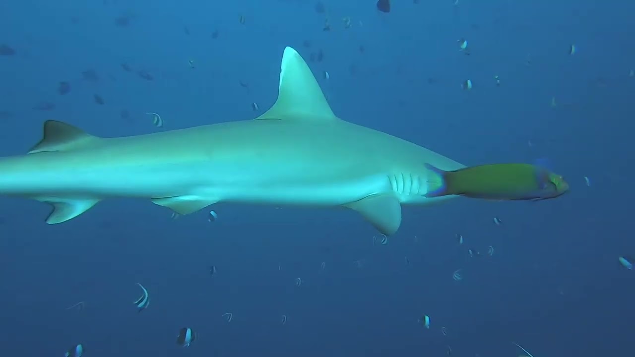Diving @ Elaidhoo, Ari Atoll, Maldives - Nov'23 - Reef & Nurse Shark, Eagle Rays, Stingrays, Turtle