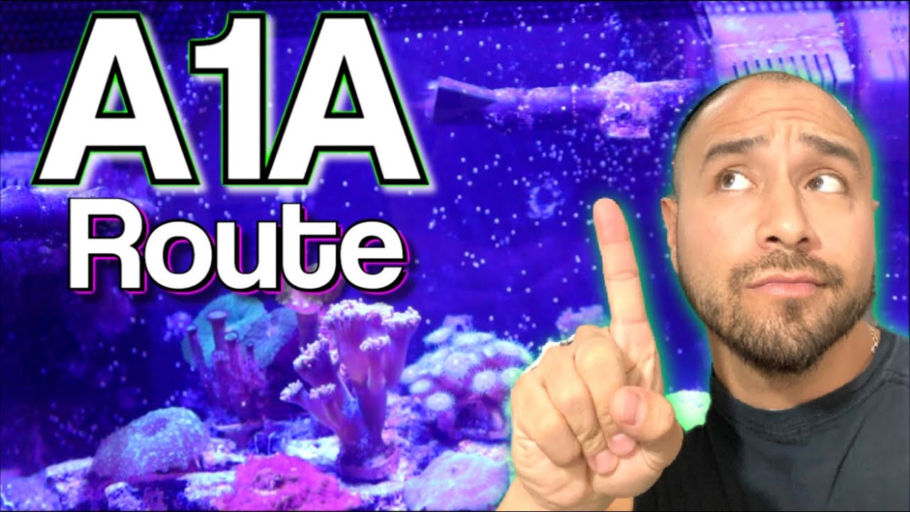 How To Find The Aesthetic Aquatic View And The Route To A Clean Aquarium - A1A Adventures