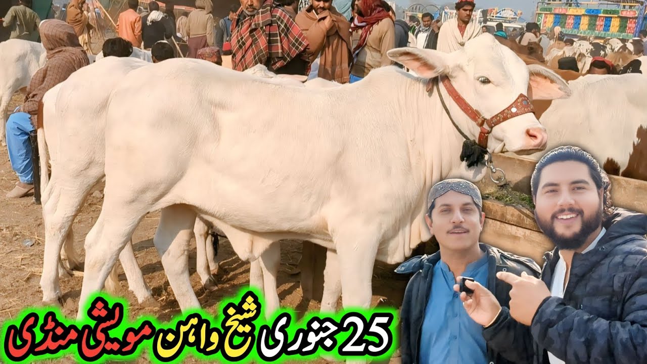 Sheikhwahan Cow Mandi 2026 🐄 | Aaj Ke Taza Rates | Bari Qurbani Update | Full Mandi Tour