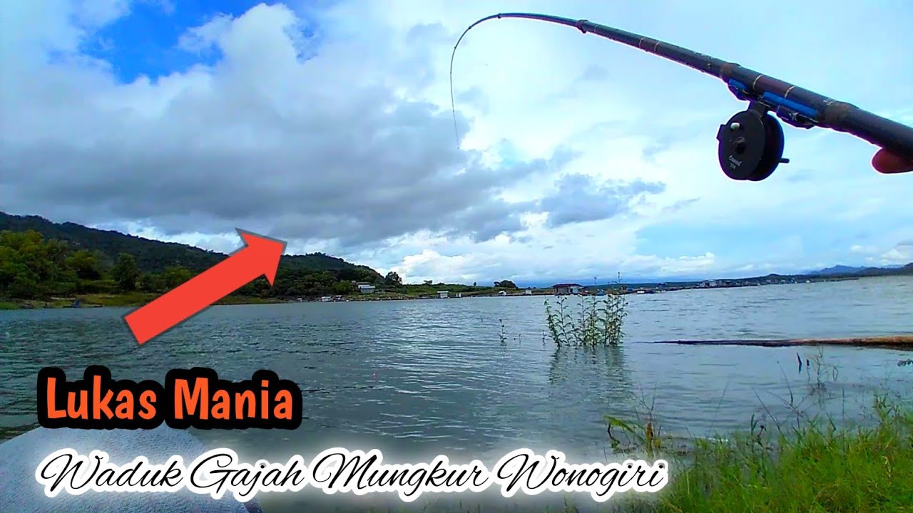 Paling Mantap Tarikan Ikan Lukas Waduk Gajah Mungkur Wonogiri
