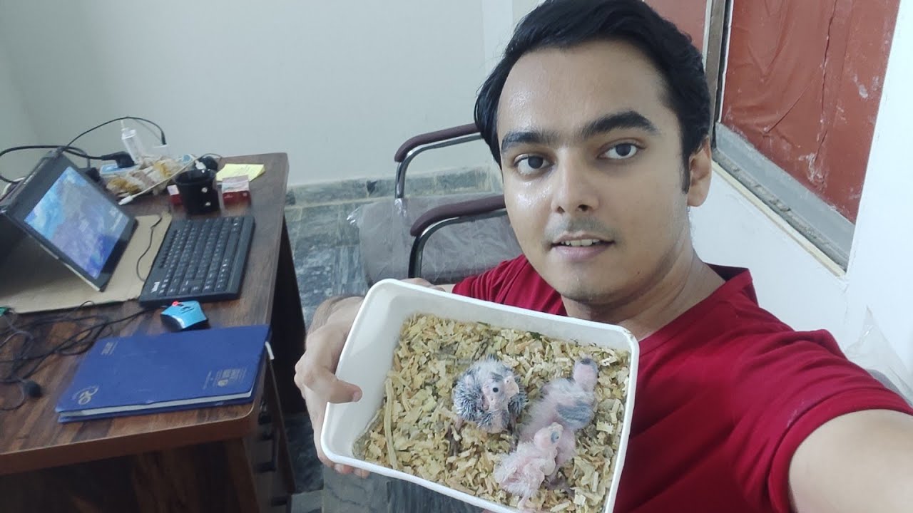 Feeding Cockatiel Chicks | Part 544 | AHSAN PETs