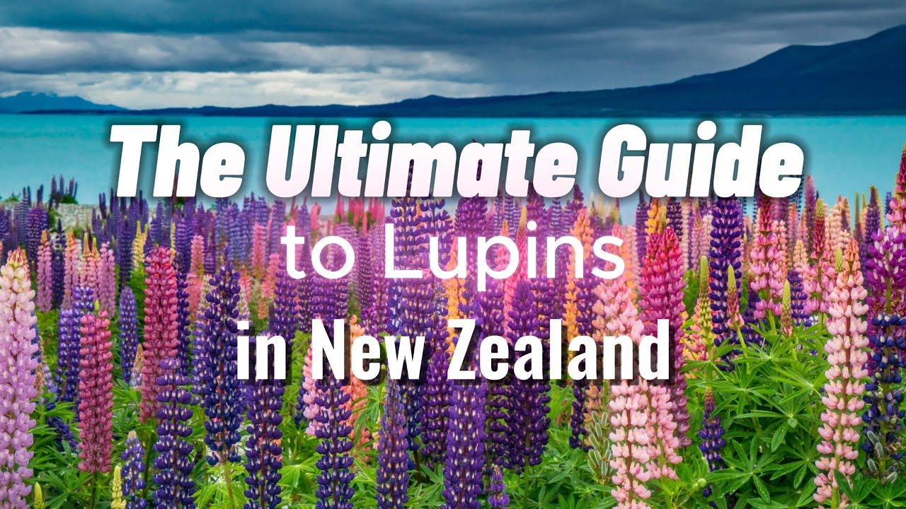 The Ultimate Guide to Visiting and Capturing Lupins in NZ