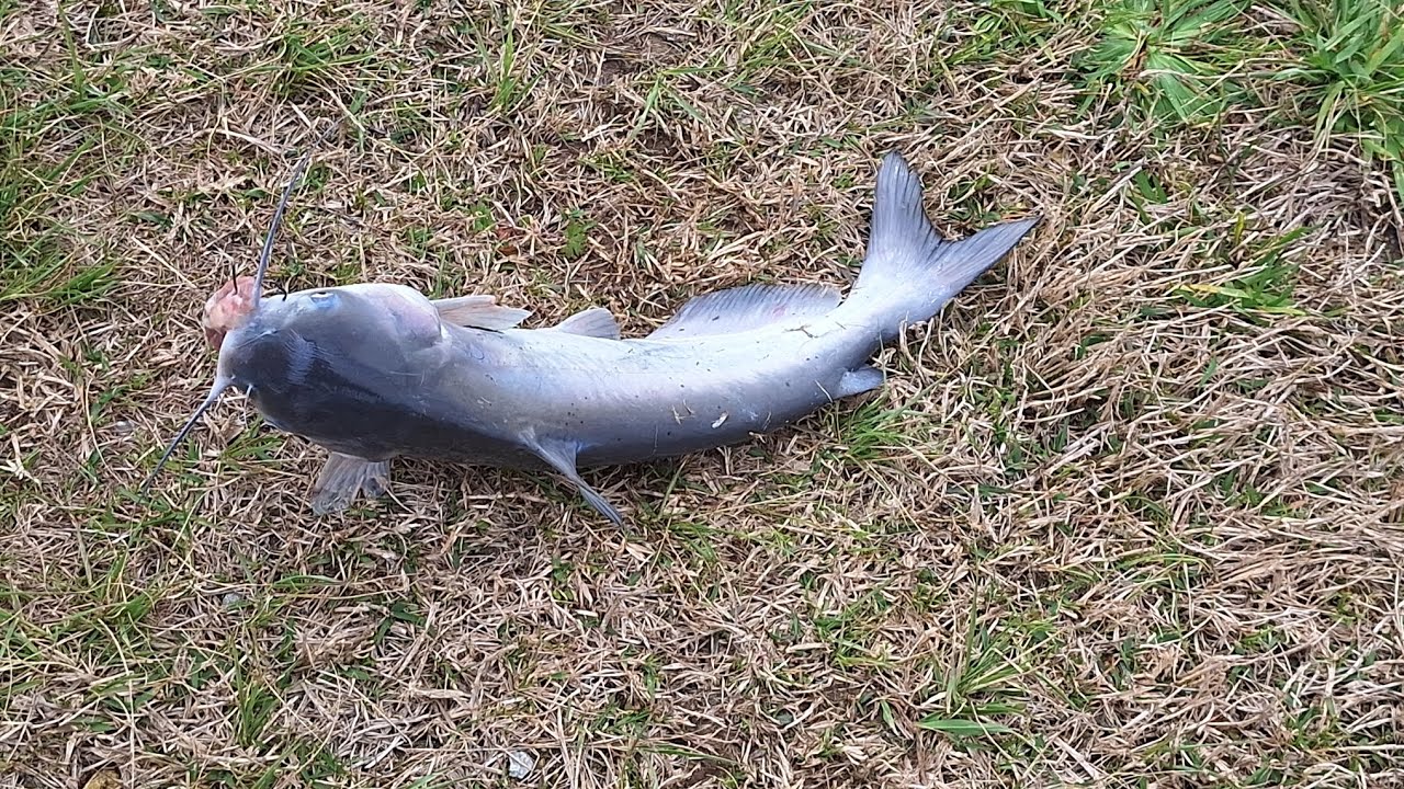 Hooked on Catfish! 🐟 Fun day at the pond 🎣 #StevesFarms