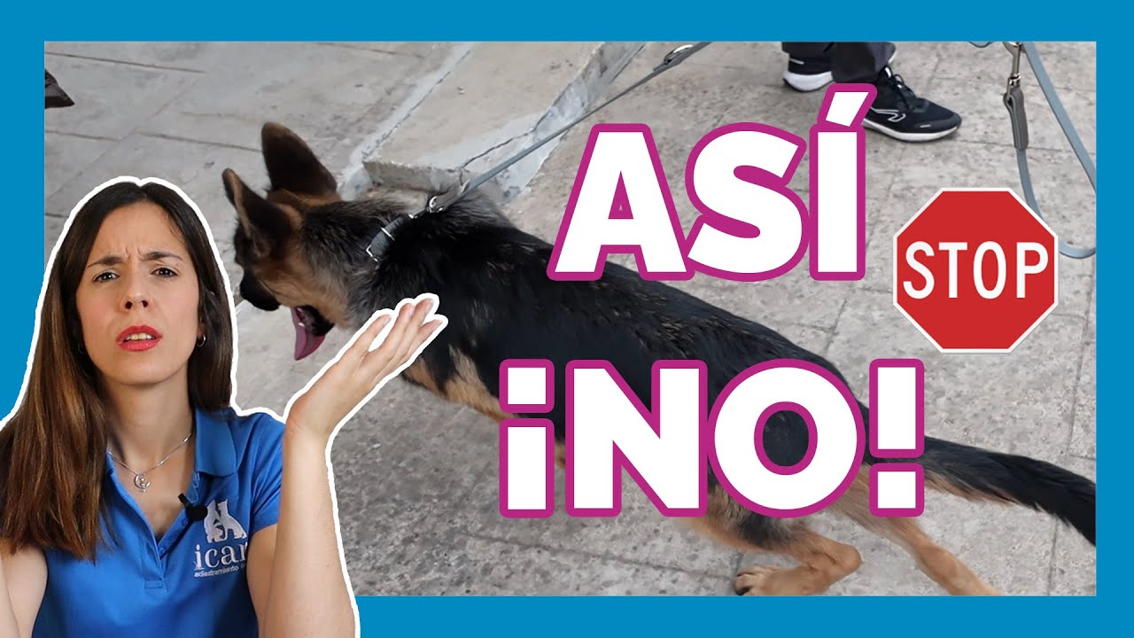 ¿Por qué tu perro TIRA DE LA CORREA?  ERRORES que estás cometiendo (y cómo solucionarlo)