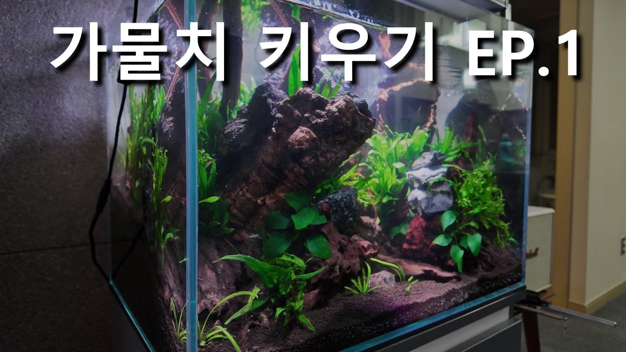 가물치 키우기 EP.1