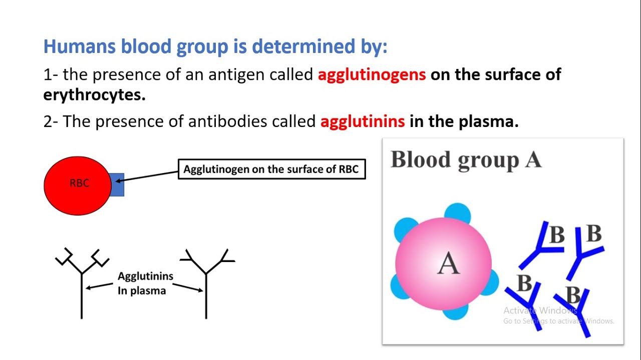 Biology Grade 8: Specific immune response/ blood groups/ teacher Ali Hankir