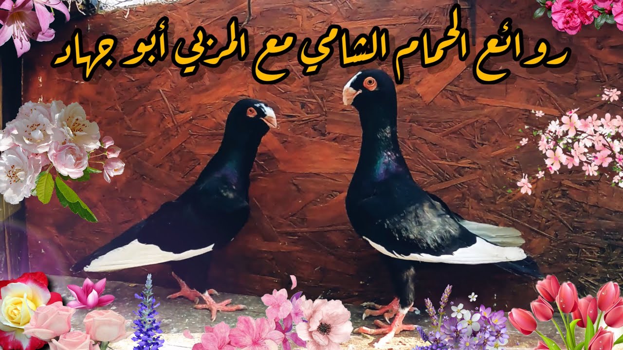 روائع الحمام الشامي مع المربي أبو جهاد