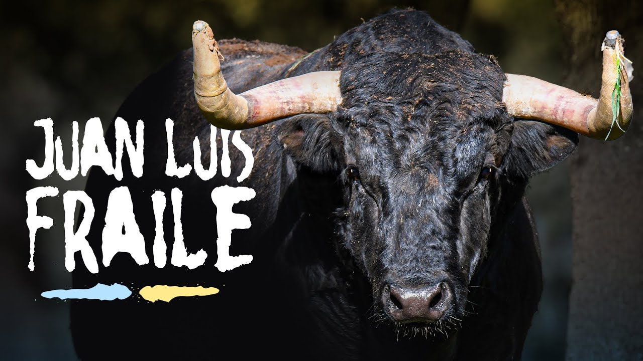 GANADERIA JUAN LUIS FRAILE - Miradas que intimidan en Cojos de Robliza