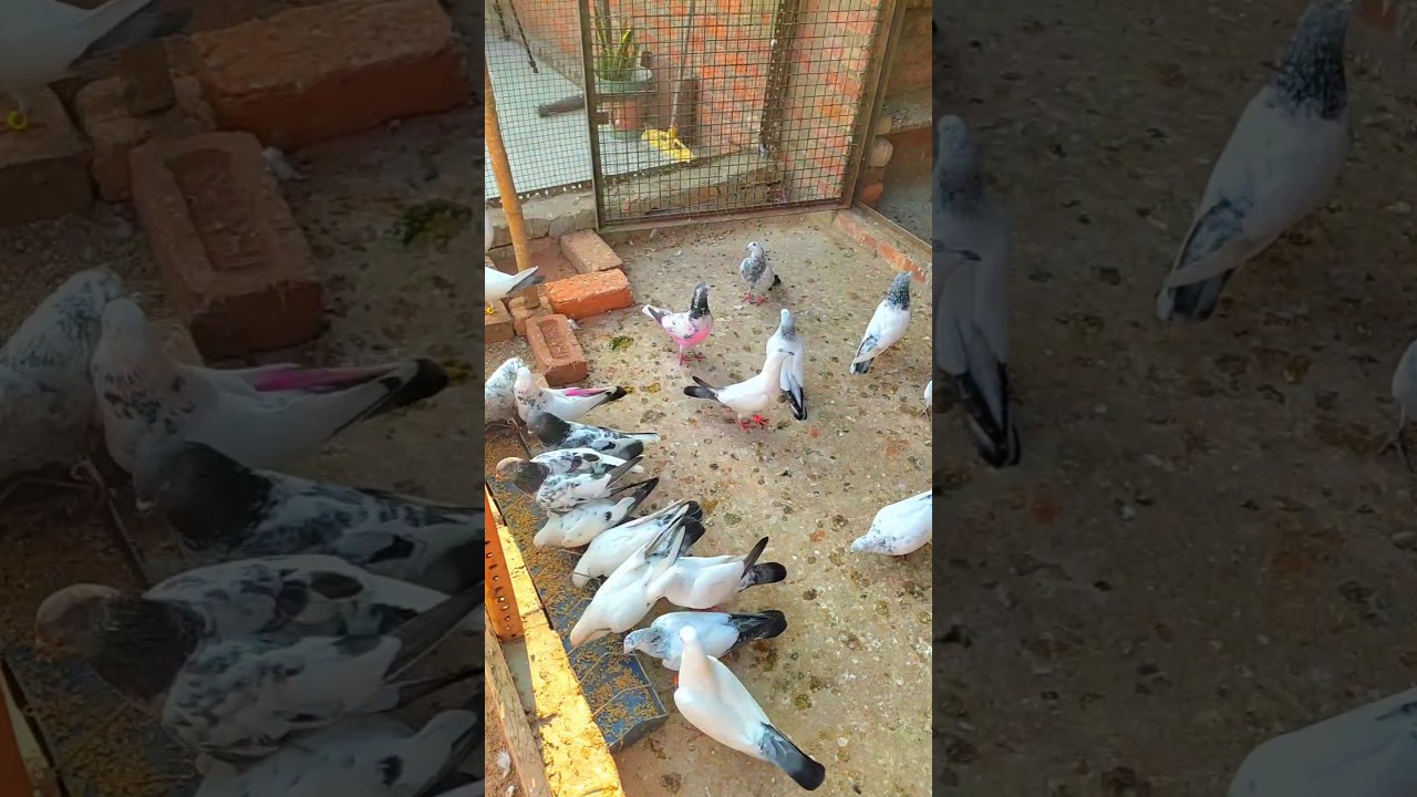 My Loft Pigeon 🕊❤💫 || Kabutar status video #kabutar #kabutarbazi #pigeon #pigeonlover #viralvideo