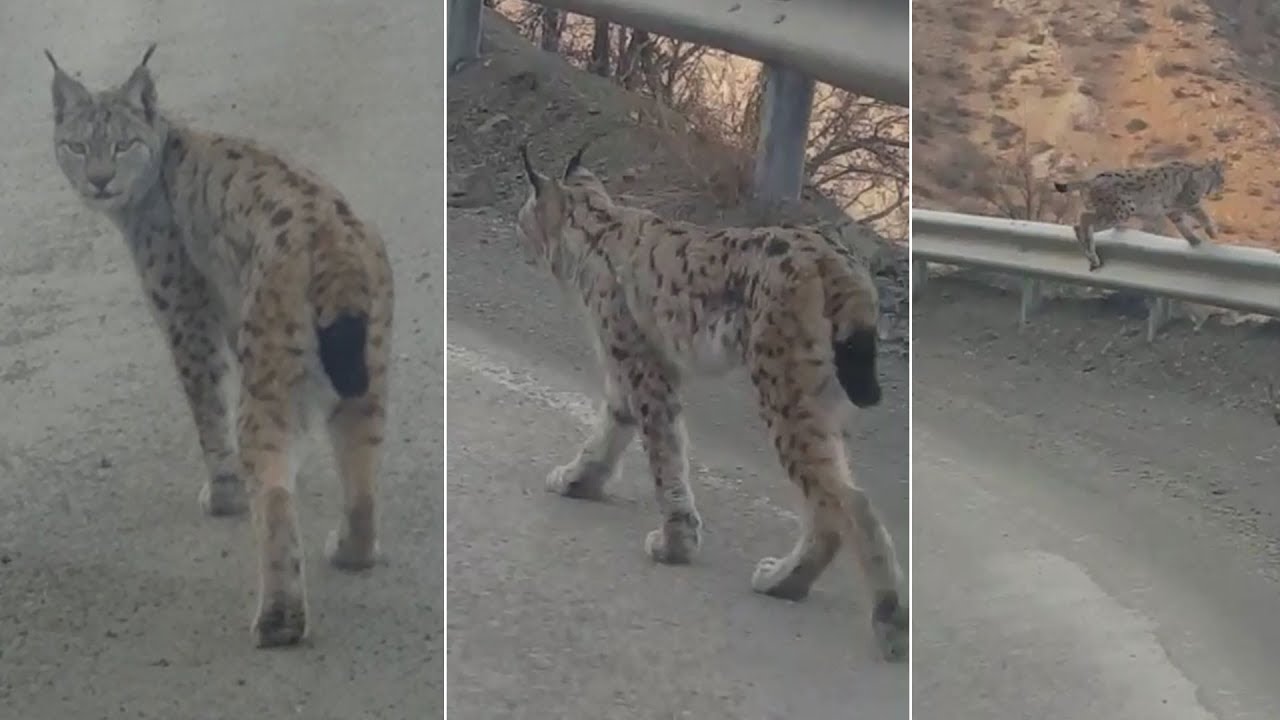 Karayoluna inen vaşak kameraya böyle yakalandı