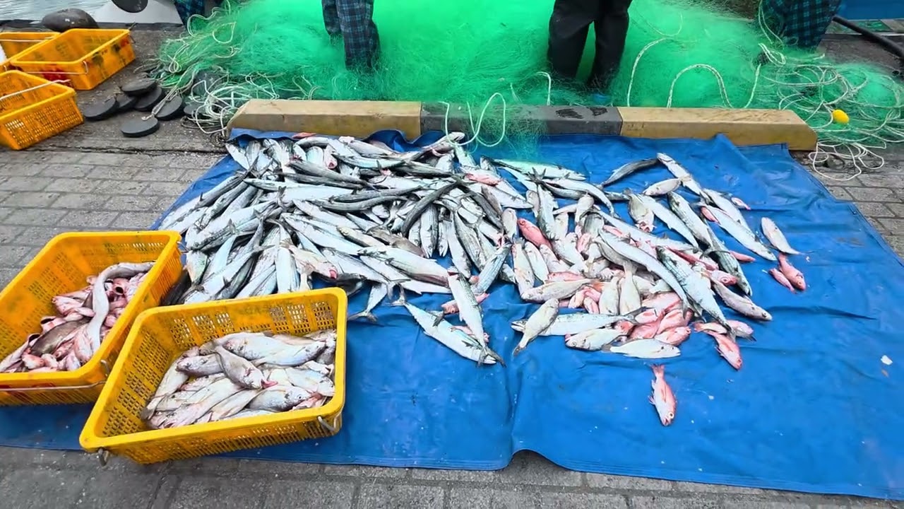 대변항 싱싱한 삼치 풍경 보내드립니다 