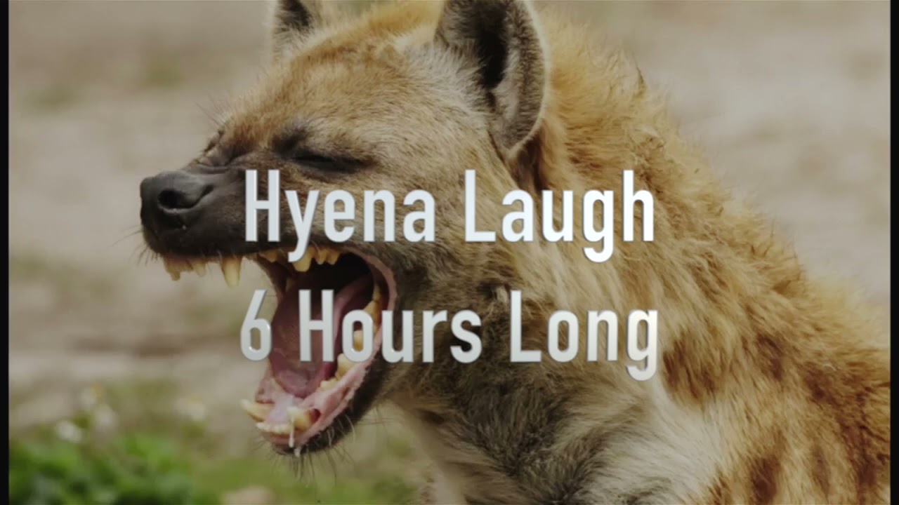 6 Hours Of Hyenas Laughing! | Annoying Sounds