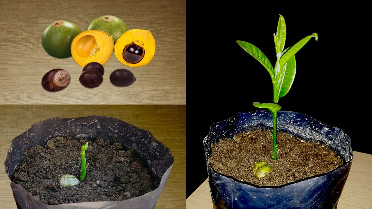 GERMINAR SEMILLA DE LÚCUMA