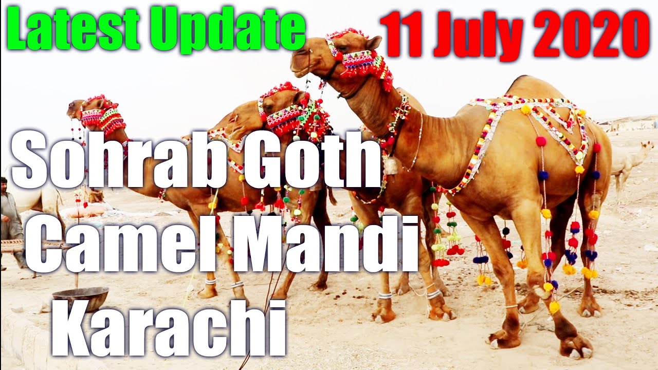 Latest Update Sohrab Goth Camel Mandi 11 July 2020