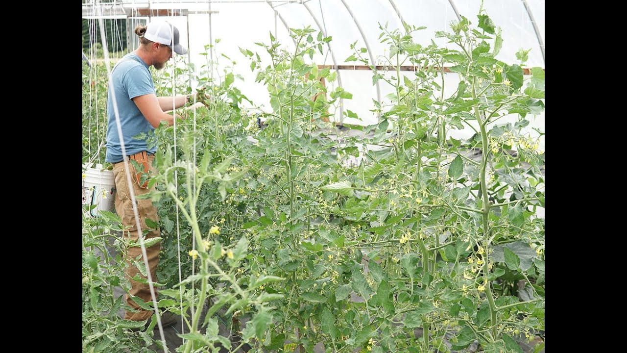 Tomato Pruning Tips