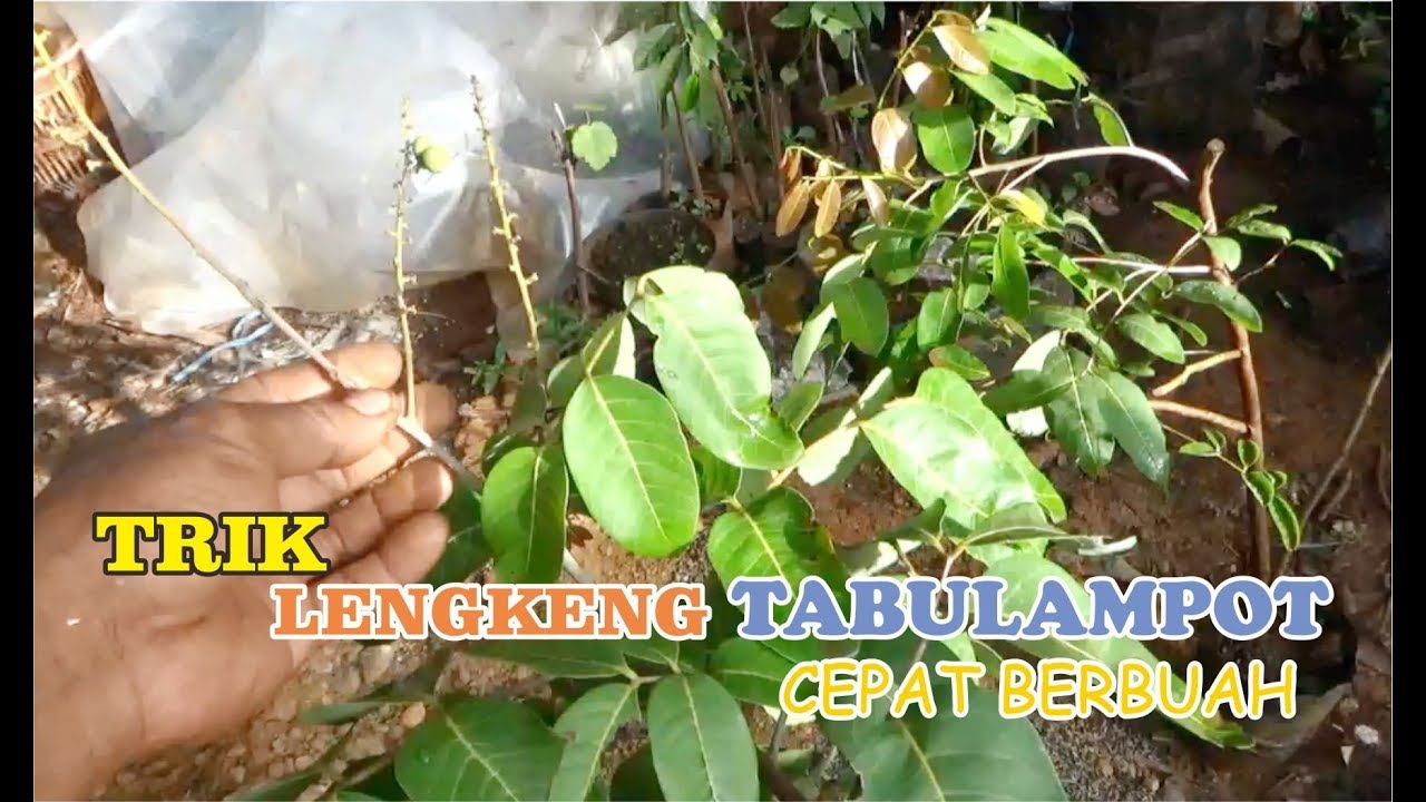 TRIK Tanam LENGKENG TABULAMPOT Agar Cepat Berbuah