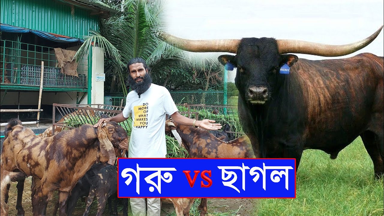 গরু নাকি ছাগল ? কিসের খামার করবেন ? || 01988883104