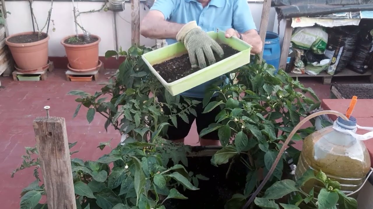 PIMIENTOS ECOLOGICOS. ORGANIC PEPPERS