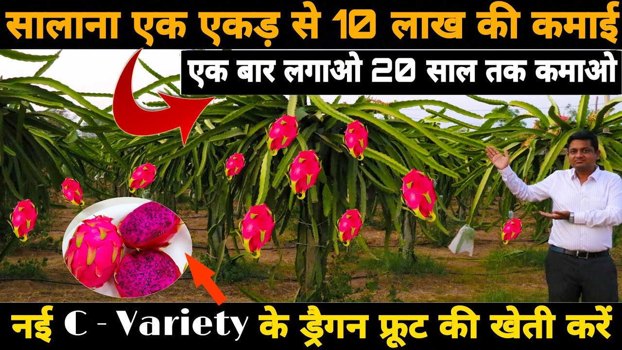 ड्रैगन फ्रूट से लाखों कमाने की पूरी जानकारी | C - Variety Dragon Fruit Farming in India