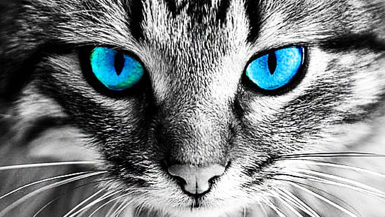 Warum man KATZEN nicht in die Augen schauen sollte 😱