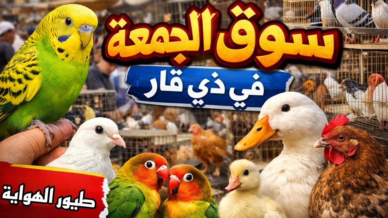 سوق الجمعة في الناصرية لبيع انواع طيور زينه والبط والدجاج بتاريخ 6/فبراير/2026