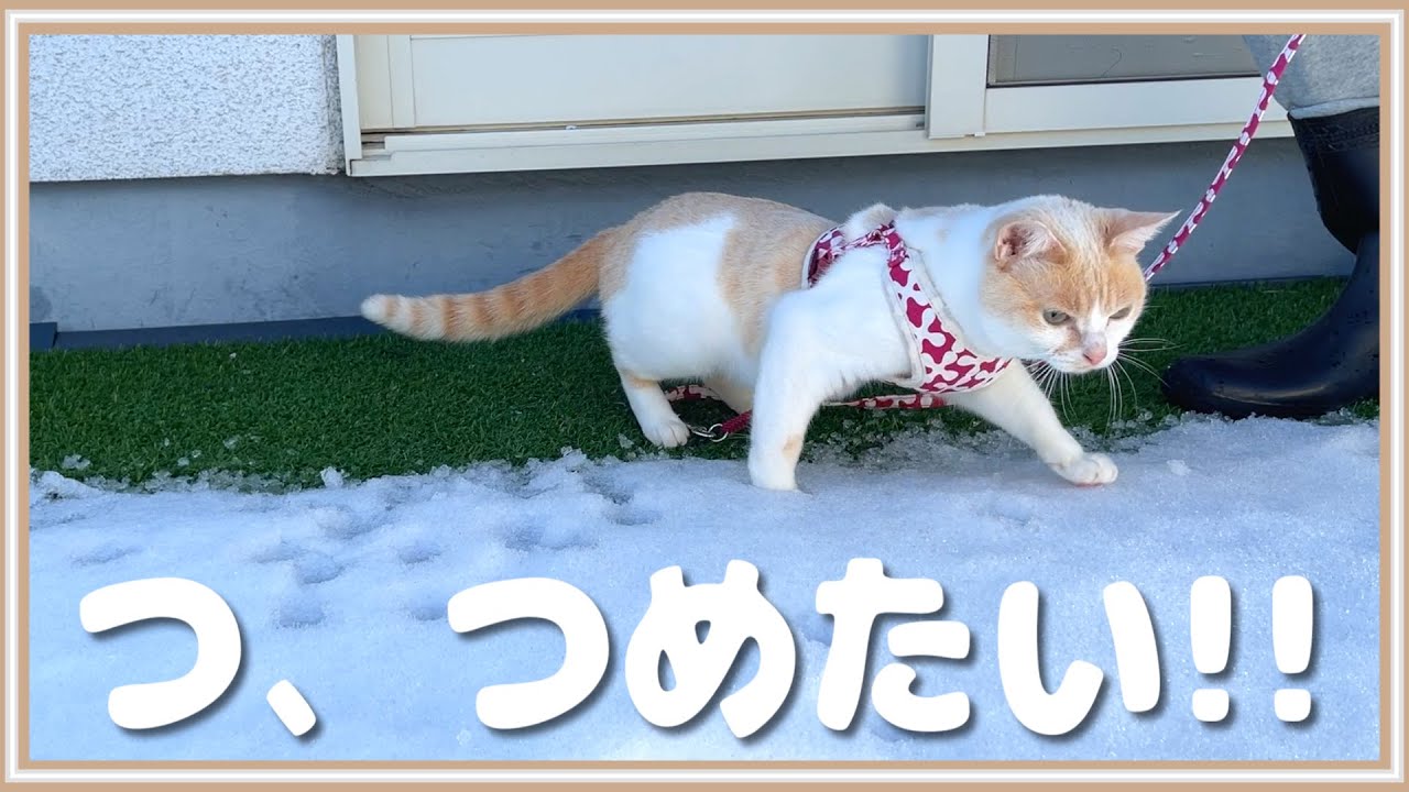 生まれて初めて雪の上を歩いた猫の反応がこちら