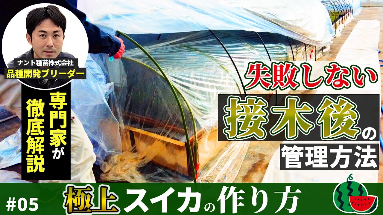 スイカ接木徹底解説 | ここで失敗が多い！接木後の管理方法を専門家が徹底講義 #05｜【極上スイカ栽培】