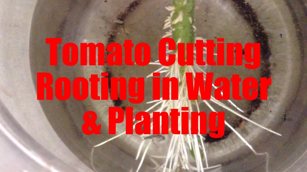 Tomato Cutting Rooting in Water & Planting