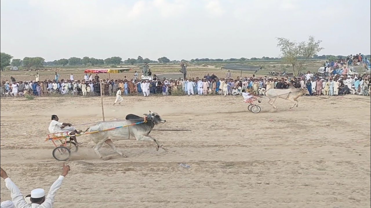 New Bull Race inریاض گیٹ  September 26,21Bit Ka Jalsa All Junabi Punjab K Bail خانیوال عیاس چوک44چک