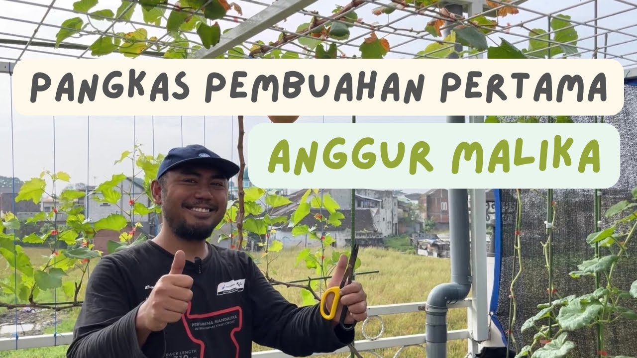 Pangkas Pembuahan Pertama Anggur Malika 
