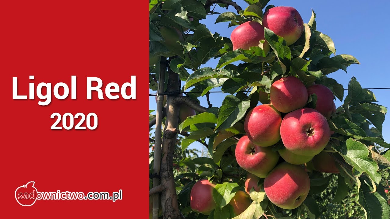Ligol RED - czerwony Ligol - 2020 [odmiany jabłoni / apple variety]