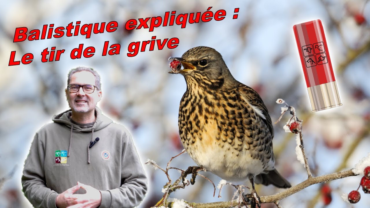 Balistique expliquée : Le tir de la grive, quelles munitions utiliser ?