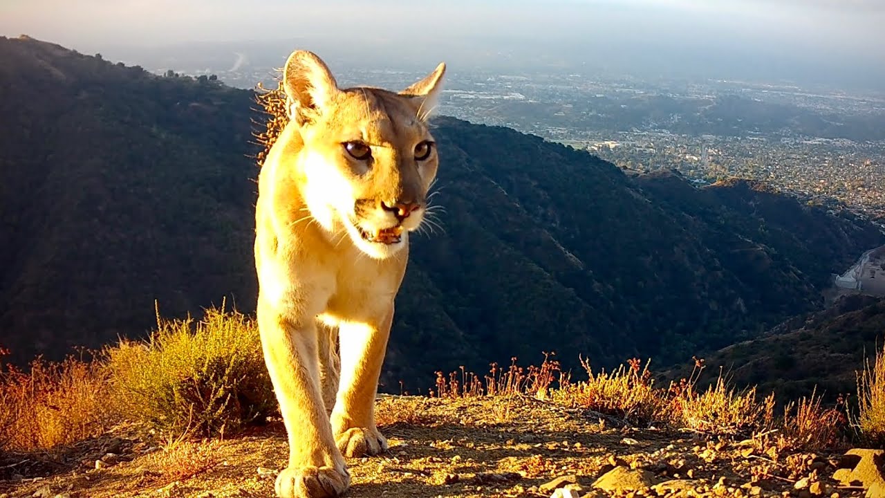Living On The Edge In The Angeles National Forest: September 2025 to October 2025