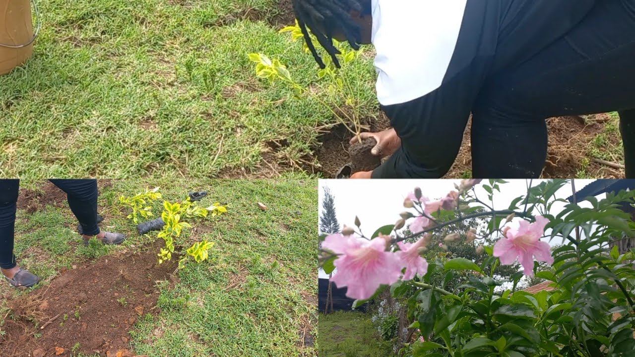 This Is What We Did To Transform Our Compound// Village life In Kenya @misstrudyy