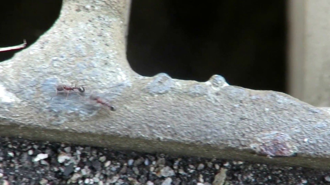 Tandem running in Japanese ants (Cardiocondyla sp.)