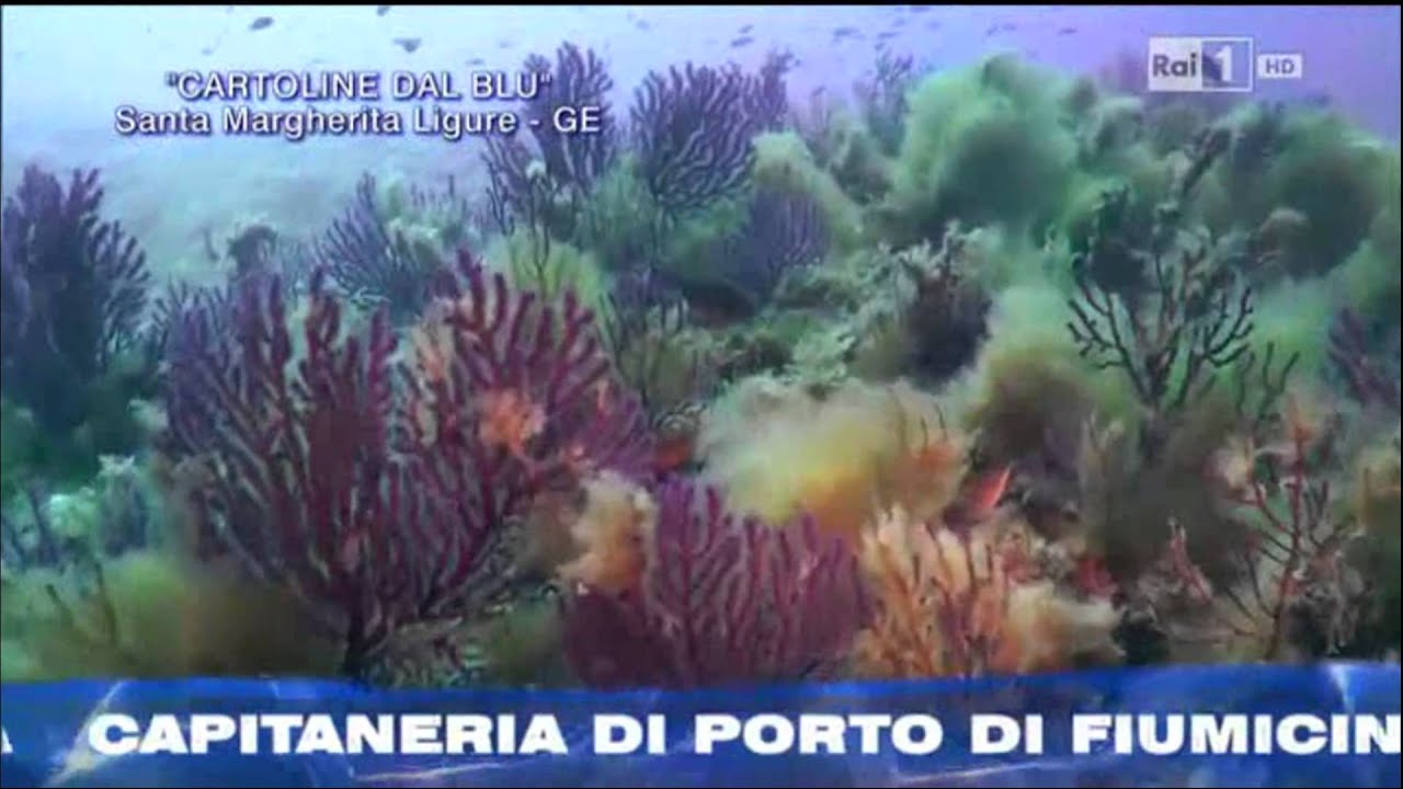 Linea Blu 11.10.2014