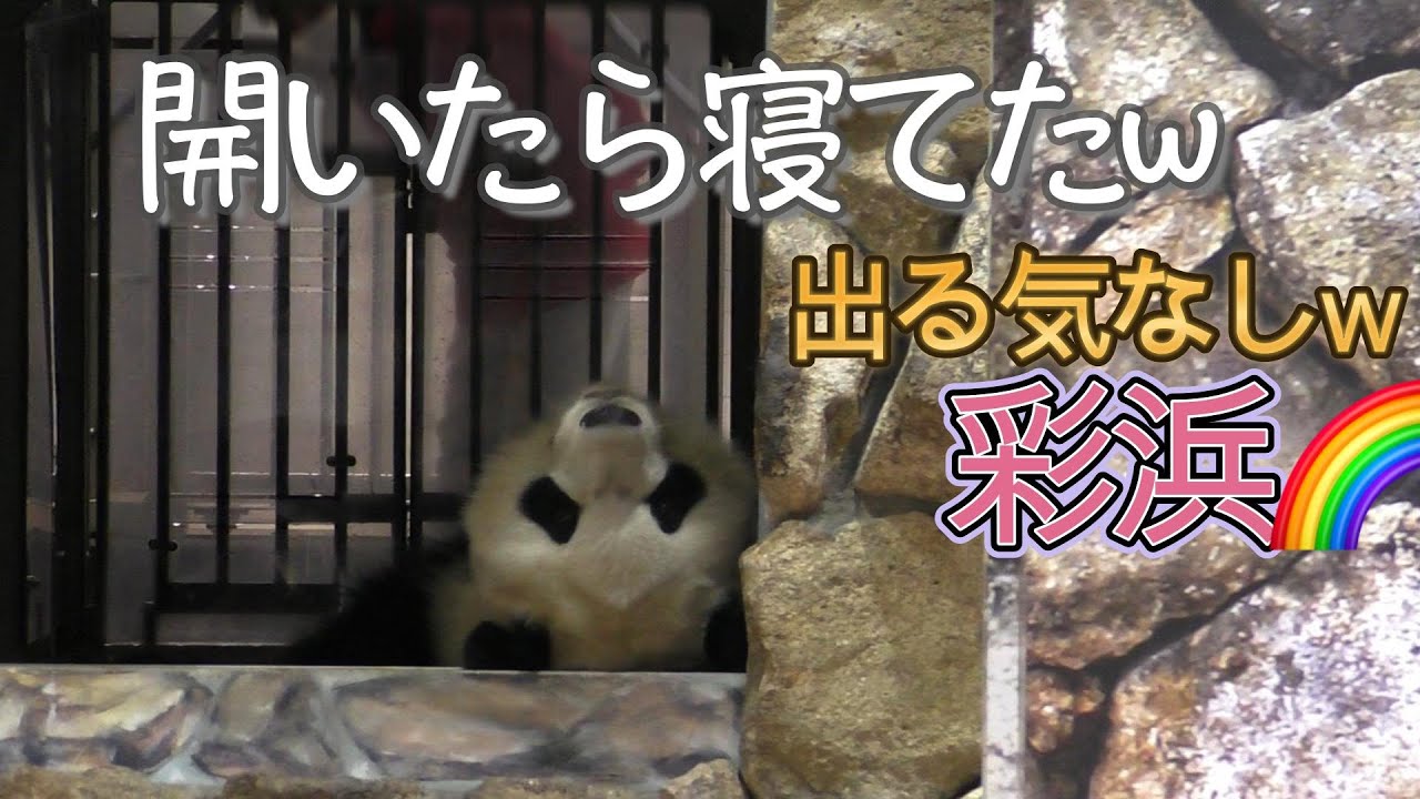【出勤拒否パンダw】彩浜🌈扉が開いたら寝てたw🐼💤【お手上げw】Giant Panda -Saihin-