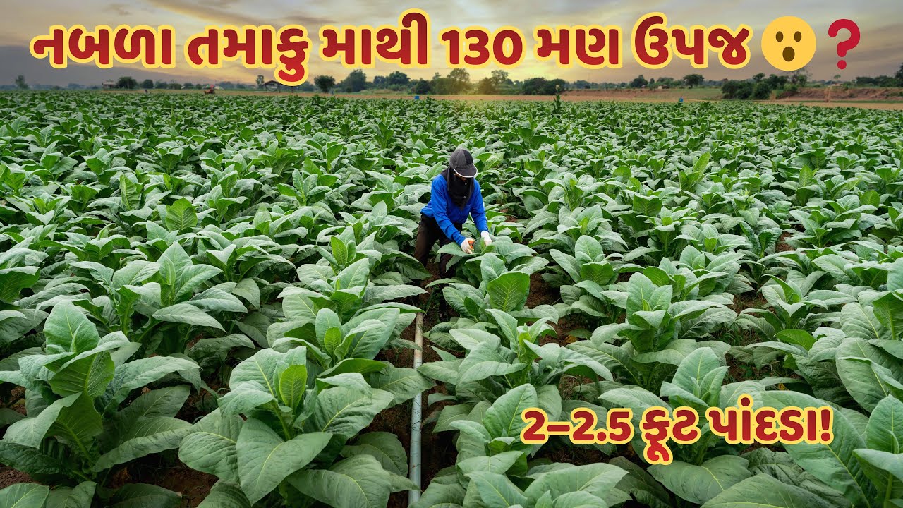 2.5 વિઘામાં 130 મણ તમાકુ! નબળો પાક બન્યો બમ્પર! FORMUULAA AC નો ચમત્કાર! ઓછા ખર્ચે જોરદાર ઉપજ 🤑