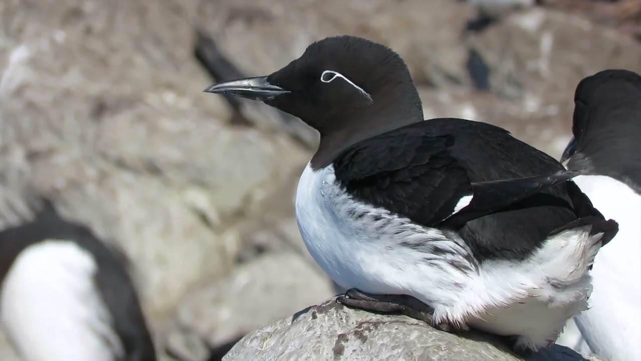ISLA DE HORNOYA Varanger Abril 2022