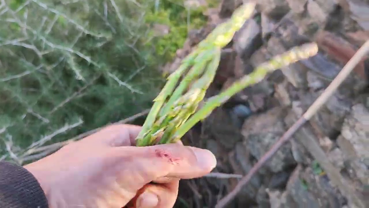 Wild asparagus hunt · En busca de esparragos trigueros