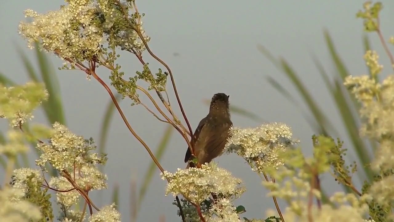 Zaroślówka cz.2 Blyth's Reed Warbler - Acrocephalus dumetorum song - 5.07.2018. 720pHD