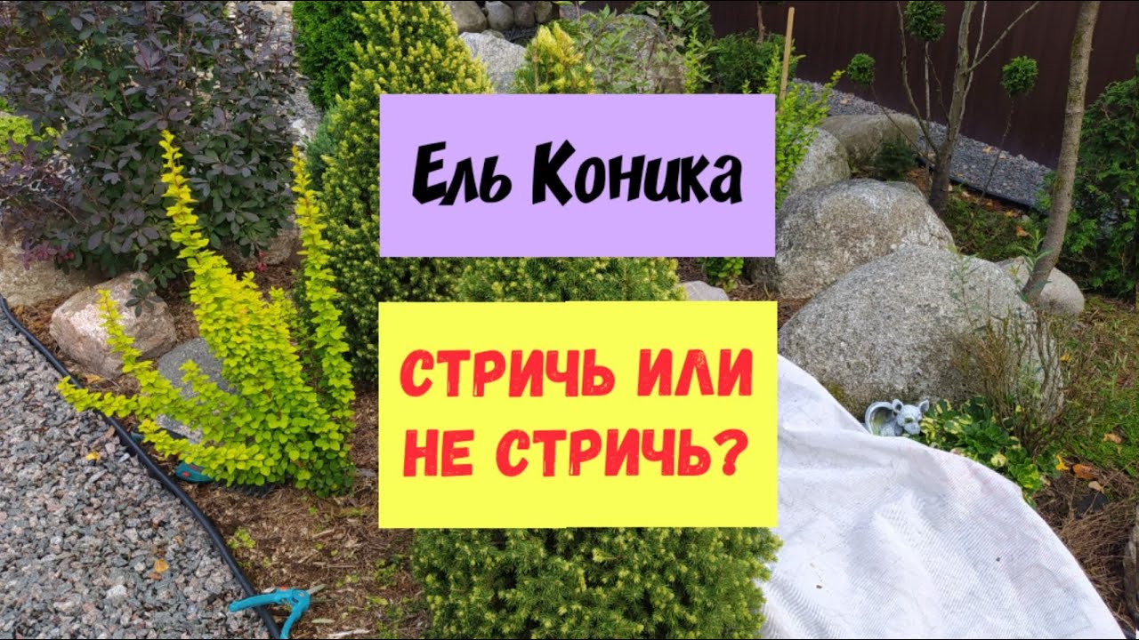 Ель Коника.Стричь или не стричь?